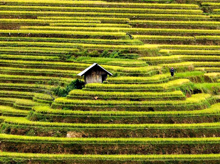 A casa está rodeada por terraços de arroz.