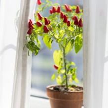 Provençaalse stijl in het interieur van een huis in de buurt van Vyborg-15