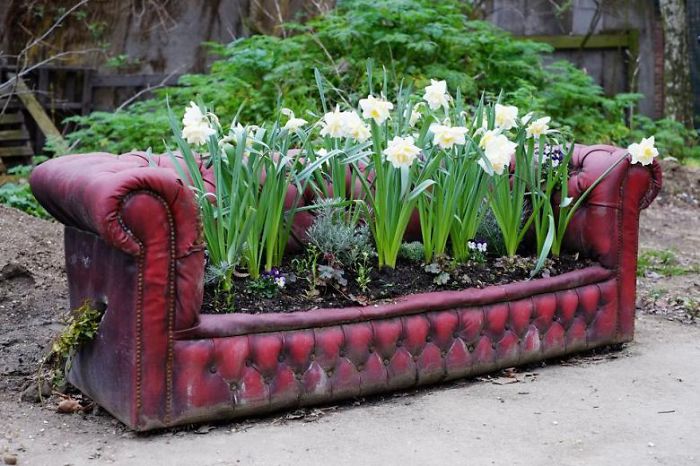 Um paraíso das flores acabou de se instalar em um sofá antigo - uma solução não-padrão para um jardim.