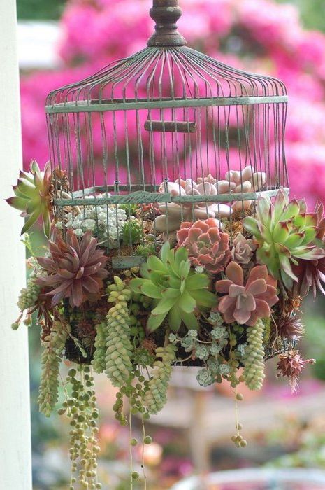 Idée numéro 25: une cage à oiseaux au lieu de pots