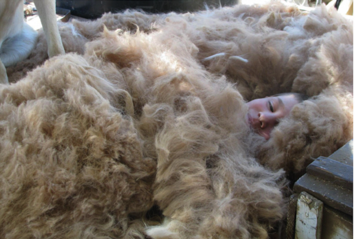 On this farm, you can sleep with alpaca llama blankets.