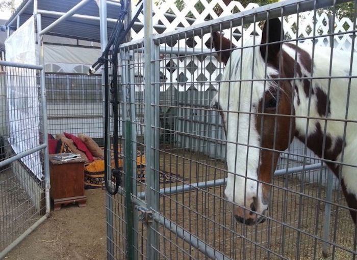 Pernottamento in una gabbia vicino al cavallo. Senti l'odore della natura in senso letterale.