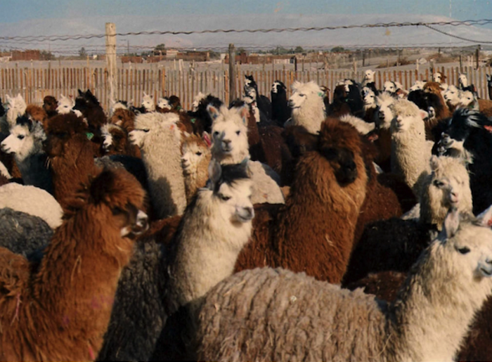 Alpacas on an Israeli ranch.