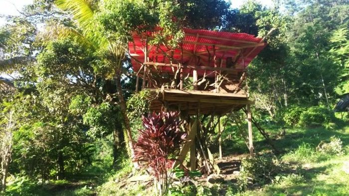 Maison sur un arbre de cannelle.