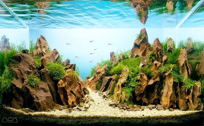 فن مذهل من المناظر الطبيعية تحت الماء سيأخذ أنفاسك