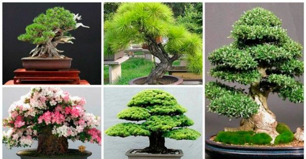 Hur man odlar bonsai hemma?