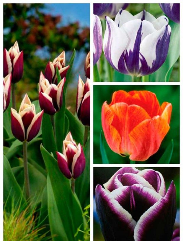 Mid-kvetoucí tulipány