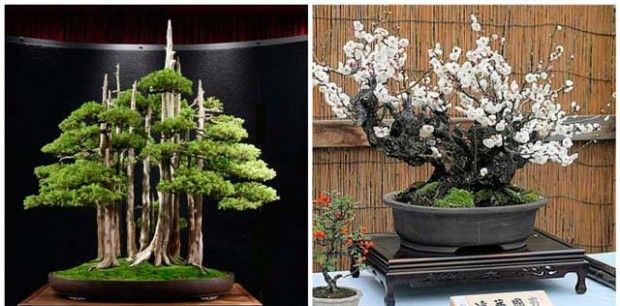 Platy bonsai