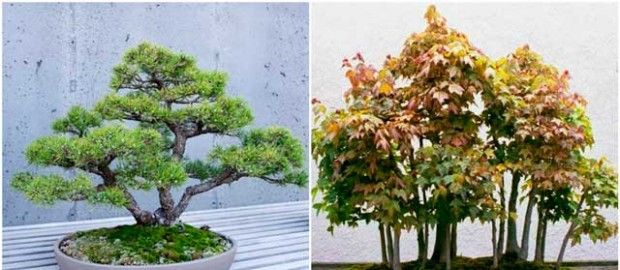 Vícesložkové bonsaje