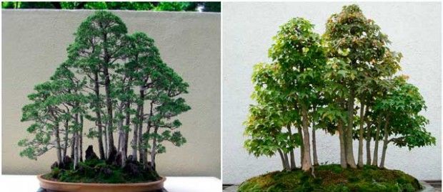 Style de forêt de bonsaï