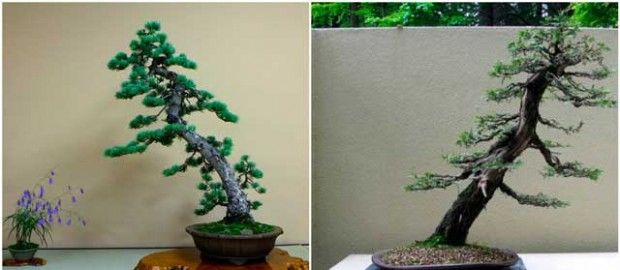 Oblik bonsai za deblo