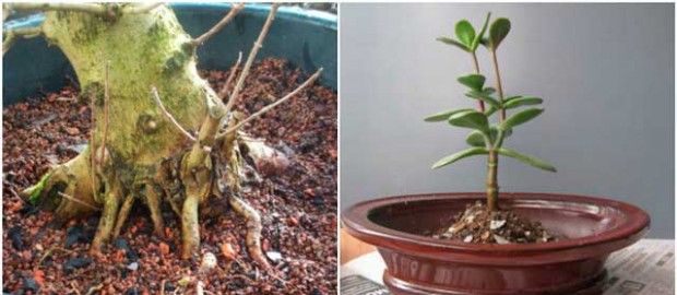 Ako pestovať bonsaje doma?