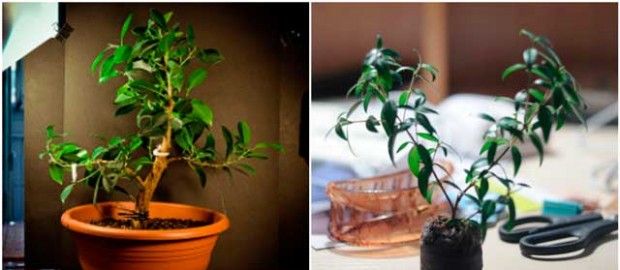 Jak pěstovat bonsaje doma?