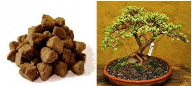 Kuinka kasvaa bonsai kotona?