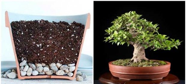 Kuinka kasvaa bonsai kotona?