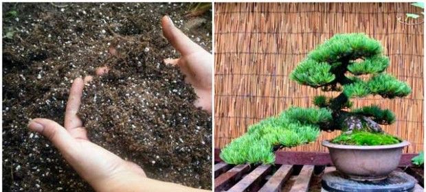Comment faire pousser du bonsaï à la maison?