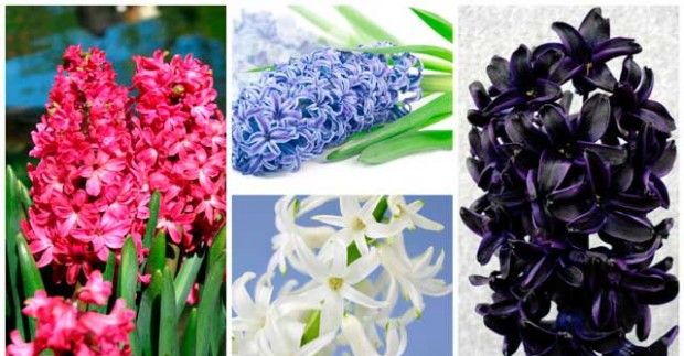Hur växer hyacint hemma?