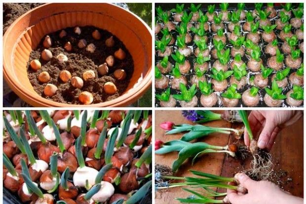 Odlingsförhållanden och vård av tulpaner