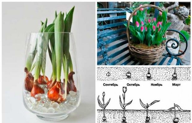 Pěstitelské podmínky a péče o tulipány