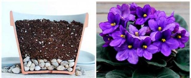 Hur planterar jag violer korrekt?