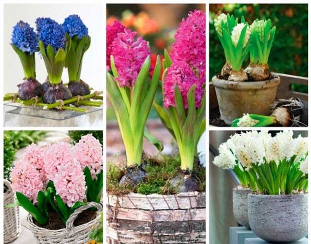 Ako pestovať hyacint doma?