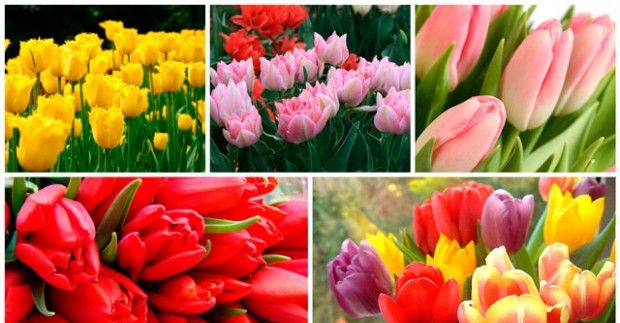 Fotografie a jména odrůd tulipánů