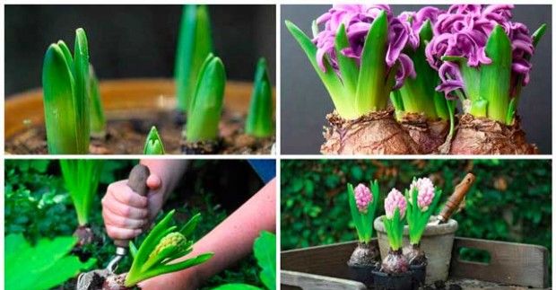 Hur växer hyacint hemma?