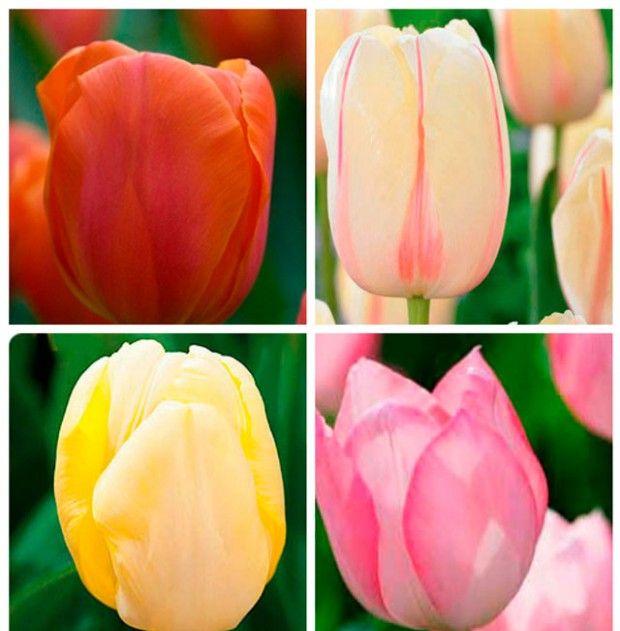 Fotografie a jména odrůd tulipánů