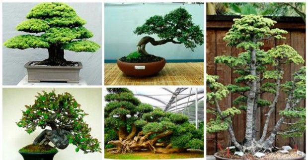 Hur man odlar bonsai hemma?